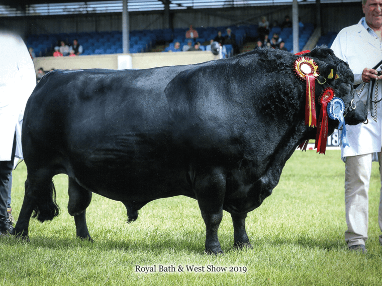 Northbrook THOR EX96, Male & Reserve Champion at the 2019 Royal Bath & West Show