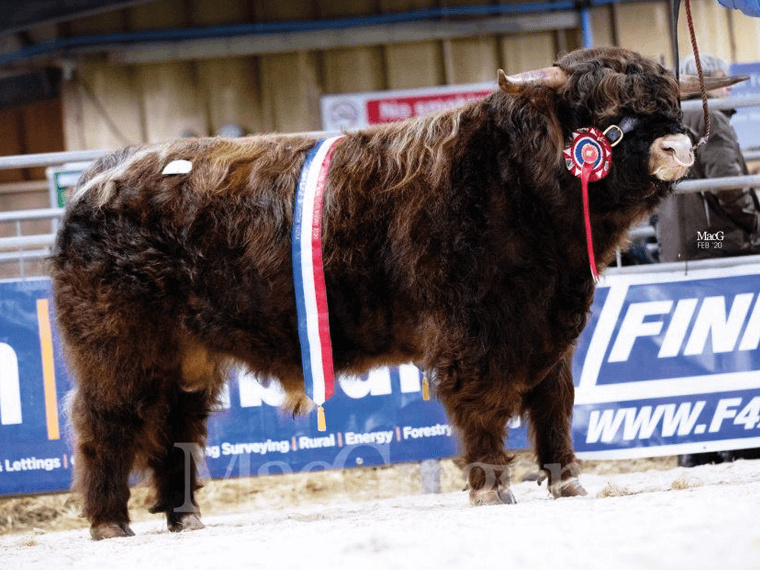 K2 of Cladich, Junior and Supreme Champion Bull, Oban Spring 2020