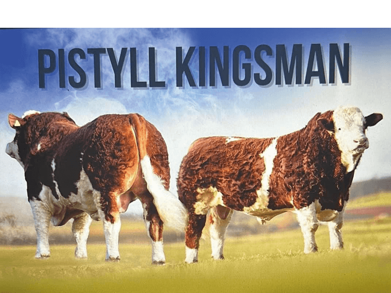 Pistyll KINGSMAN 19