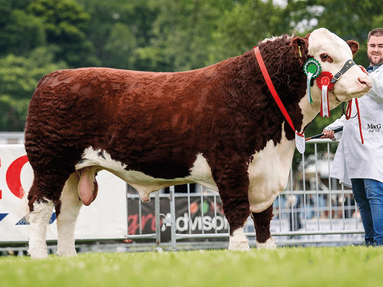Panmure 1 NUGGET (P) AI pictured when taking the Senior Male Championship at the 2019 Royal Welsh Show