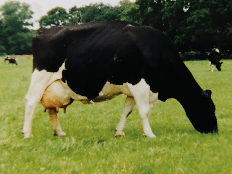 PROFIT MAKER's dam Carltontowers Maureen 4 BFV88 pictured in her 12th lactation