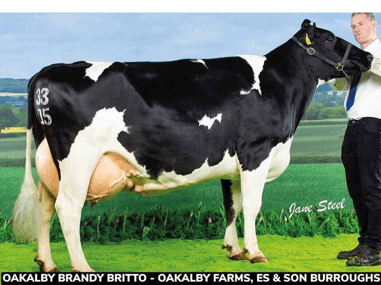Brandy 2 daughter Oakalby Brandy Britto 57 BFE94(2) was Champion British Frieisian at the UK Dairy Expo 2022