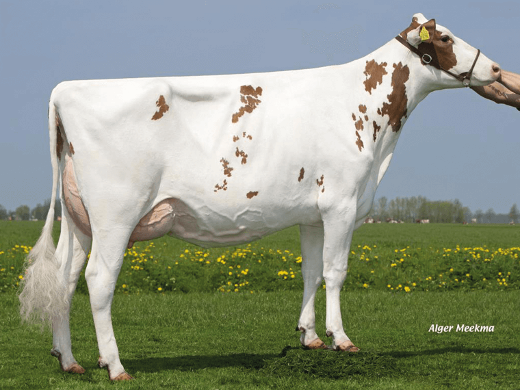 Noard Easter Red Lawn VG86, the dam of RAINBOW
