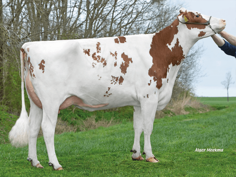 Twisted Red's dam is Lakeside Ups Red Range VG86-2yr